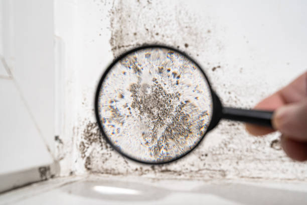 Environmental Consulting for Mold Prevention in Bellows Falls, VT